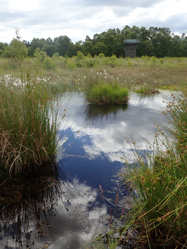 Photo showing water in the foreground reflecting the sky surrounded by grassy wetland vegetation. Trees in the background. 